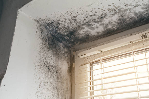 Affordable Mold Cleanup solutions in California, MD